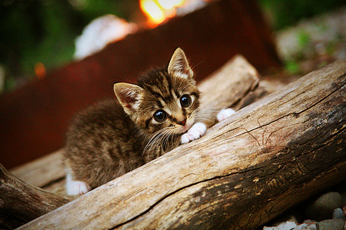 戈贝尔内线统治力全开！新疆队挑战篮网，高光表现引爆跨洋对决