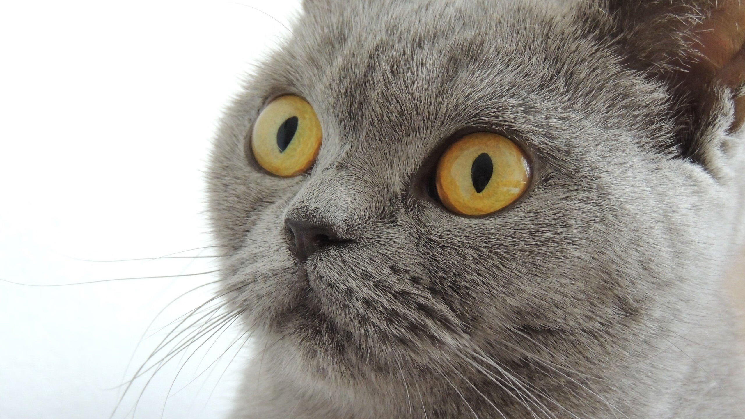 哈登无解表现助活塞绝杀山西队，一场跨联盟篮球盛宴