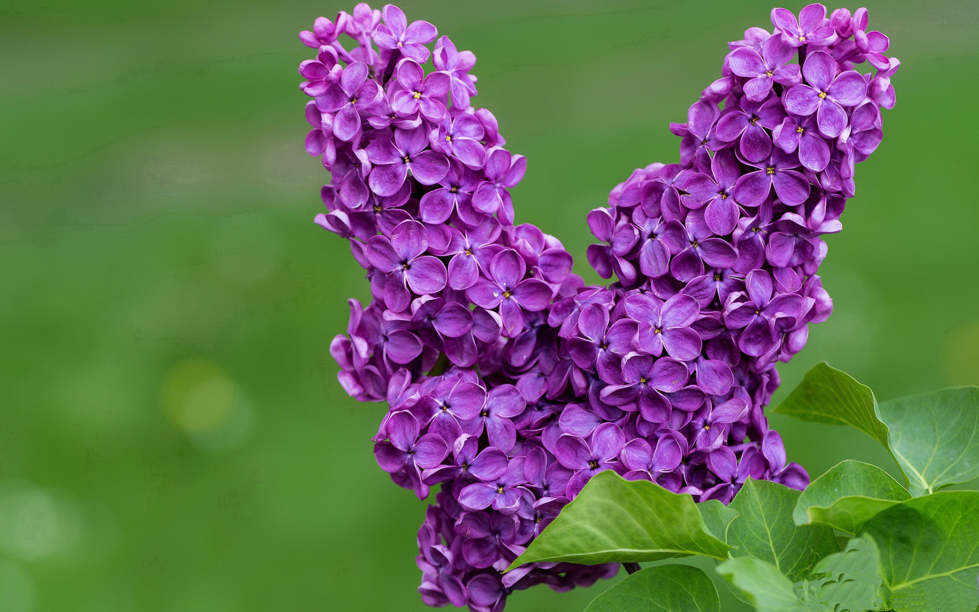 极速风暴，杰伦格林如何用攻防转换主宰年度焦点之战