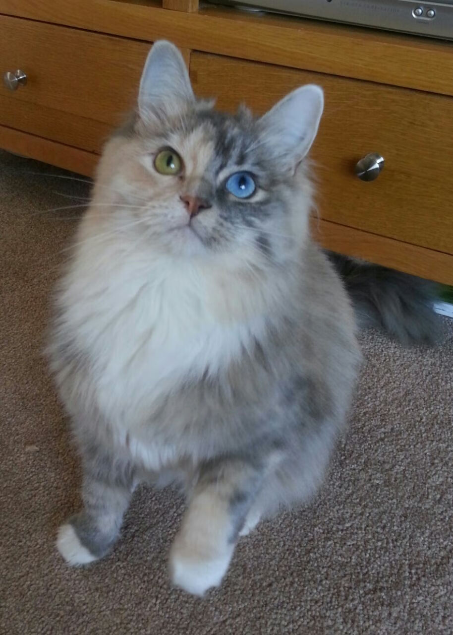 文班亚马末节暴走，太阳逆转森林狼！法国新王是怎样炼成的？