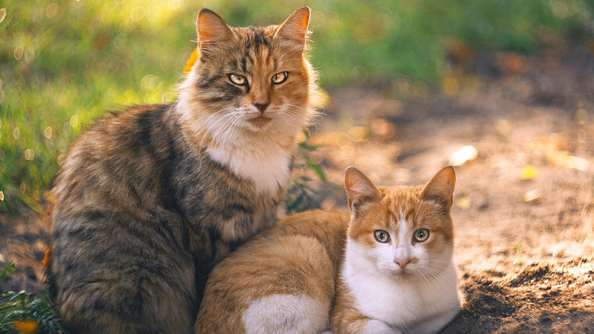 拉亚，西班牙的节奏魔法师，提前为爱尔兰奏响终章