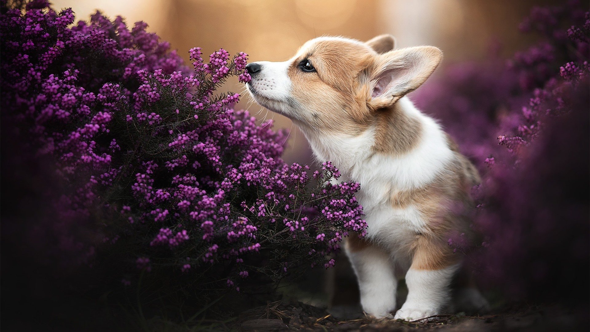 光芒绽放！福登引领三狮军团全面压制挪威