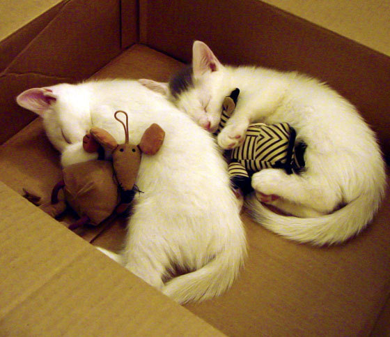 贝恩闪耀淘汰赛，爵士力克辽宁惊艳四座