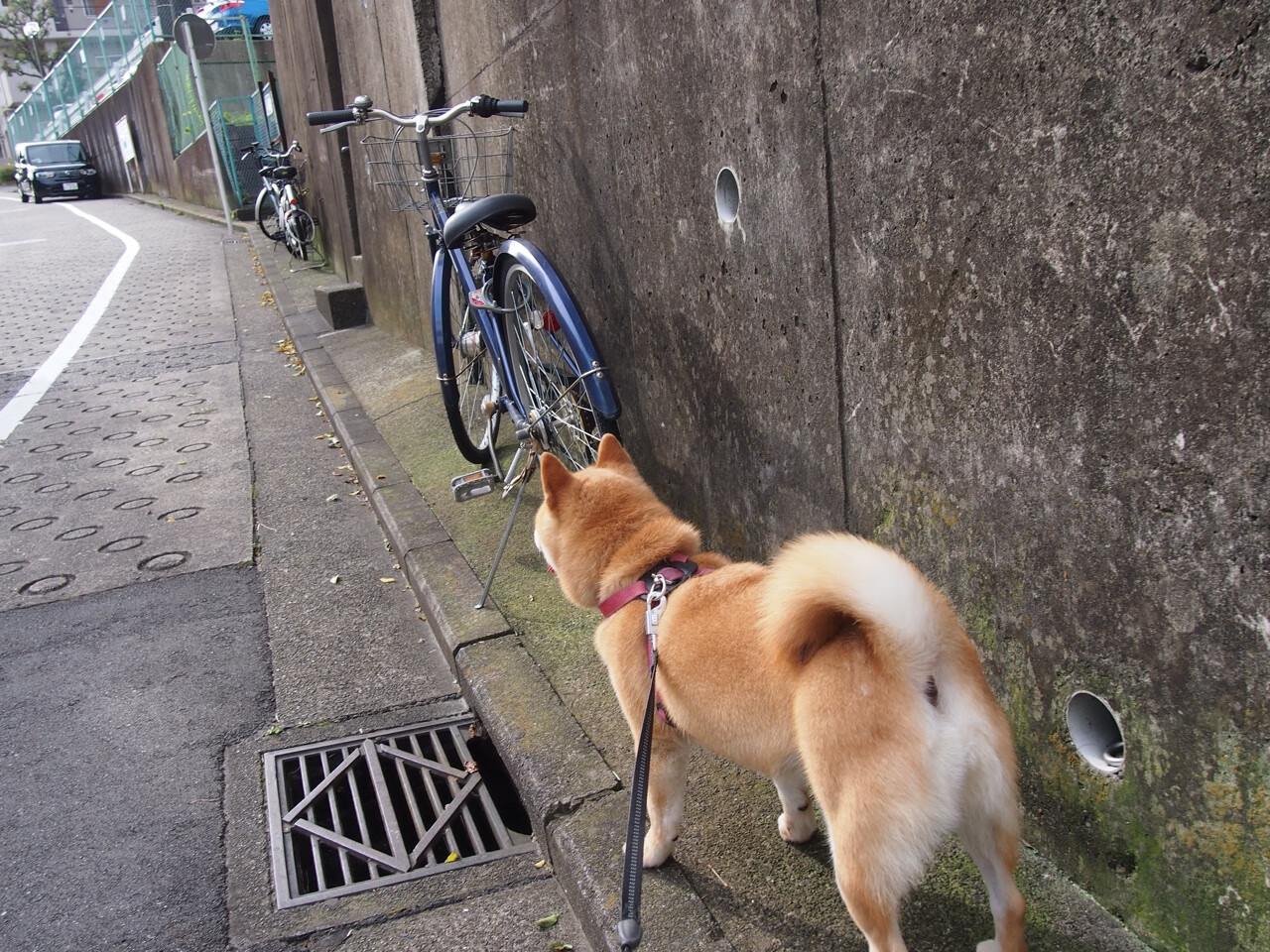 传奇与变革,当伊布的铁拳遭遇东瀛的合气道