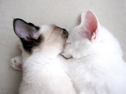 政治球场,当委内瑞拉绝杀中国,穆勒如何接管欧冠之夜