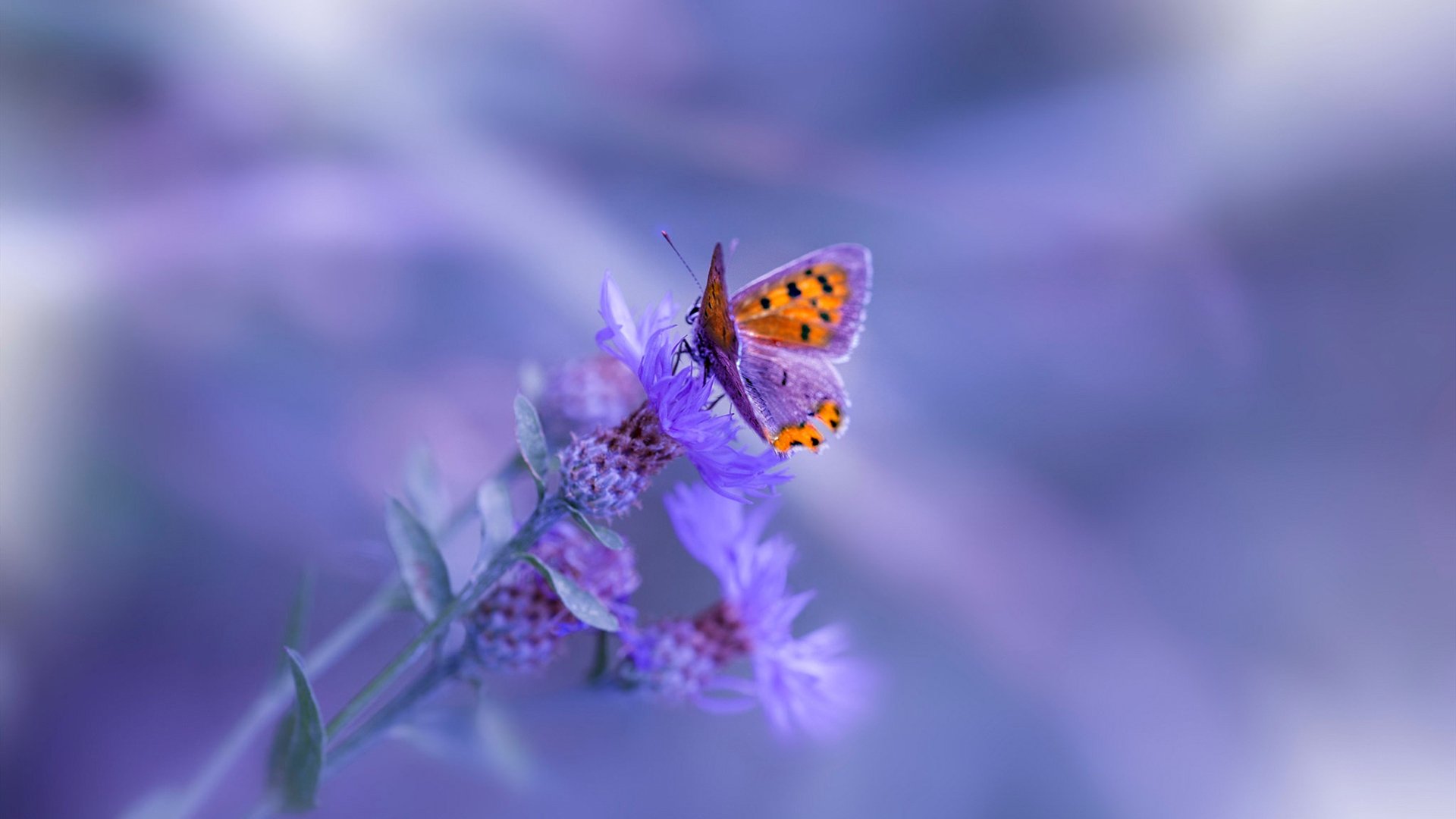 烽火连天，世界排名争夺战的单节风暴—广东队如何一节击溃黄蜂