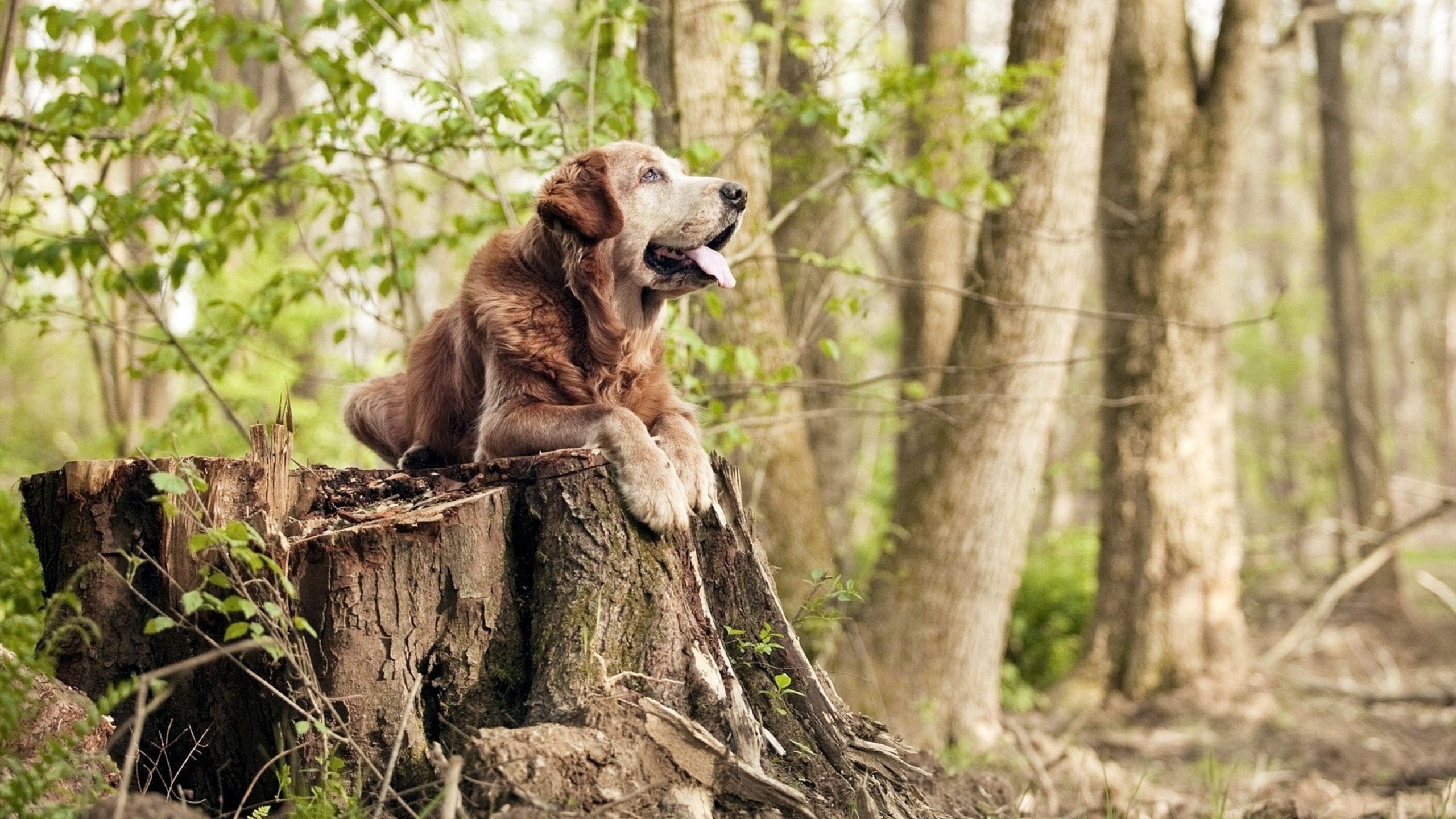 战术纪律与天才闪光，伊朗的压制与三笘薰的巨星时刻