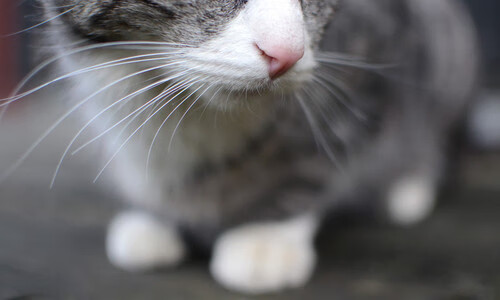 奥运周期关键焦点战,广厦队强势晋级,吉林队遗憾止步