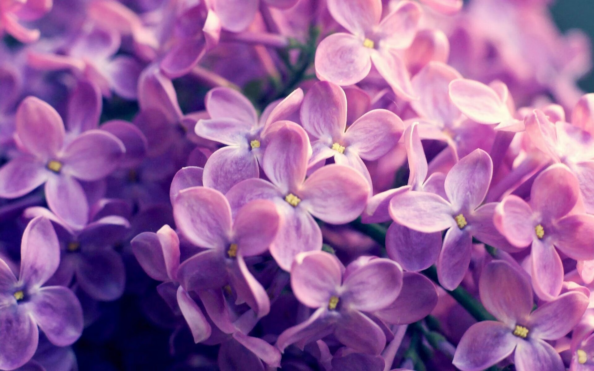 末节传奇,乌拉圭力量如何在国家德比与雷恩战中定义胜利