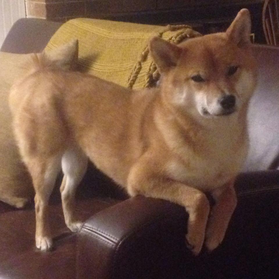 篮球双星，勇士攻克爵士，德罗赞欧冠决赛主宰赛场