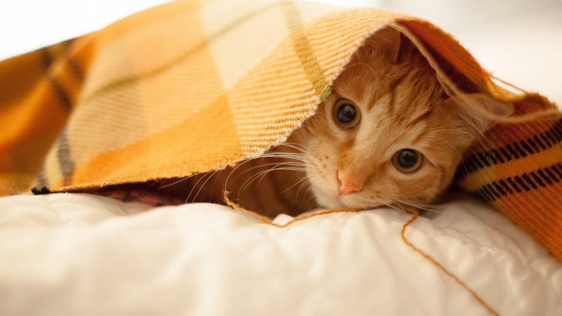 当库里燃尽苍穹时，猛龙正用东方式智慧拆解巨人