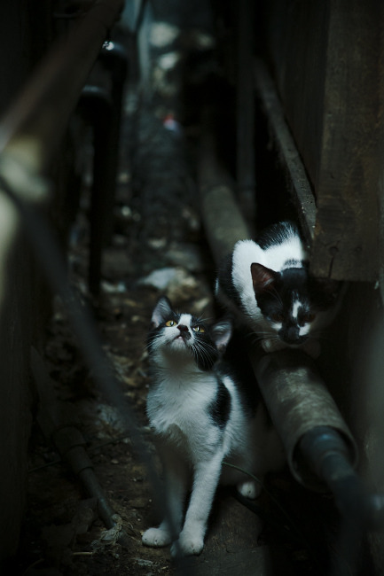 绝境中淬炼的火凤涅槃，德罗赞压力爆发与雄鹿骑士鏖战的启示