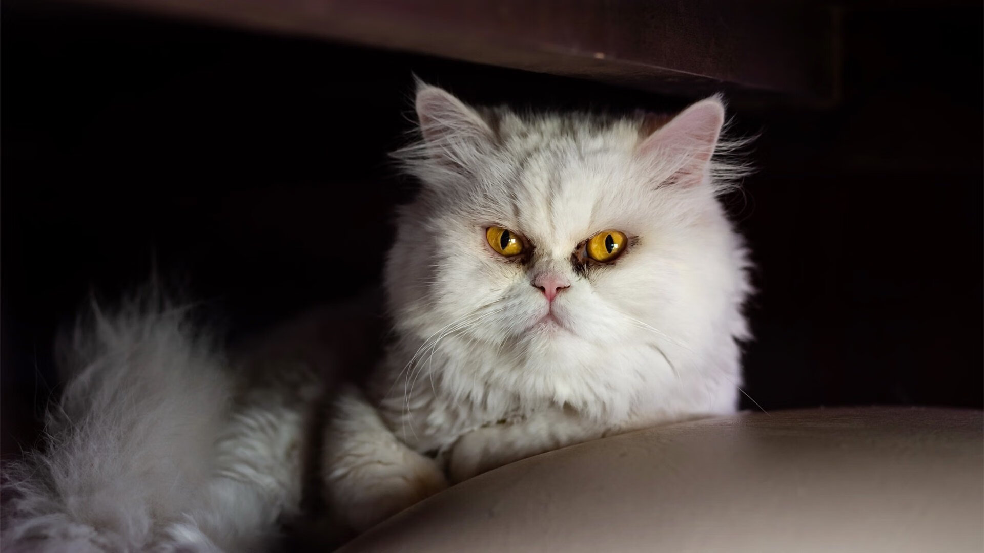 世界杯夜空下的篮球孤星，杜兰特的美加墨生涯之夜