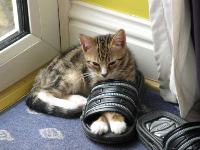 北欧战吼与东方闪电，三笘薰爆发与瑞典关键战突围