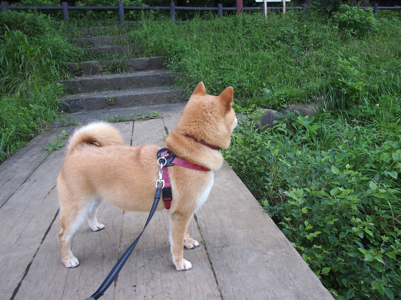 上海队加时鏖战力克鹈鹕，恩比德空砍豪华数据尽显冠军风范