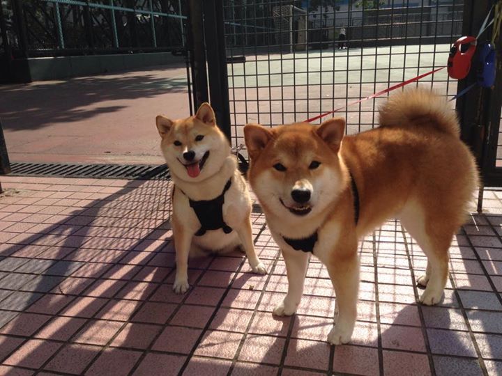 跨界风暴，深圳队终结公牛传奇，锡安在F1街道赛上演速度统治