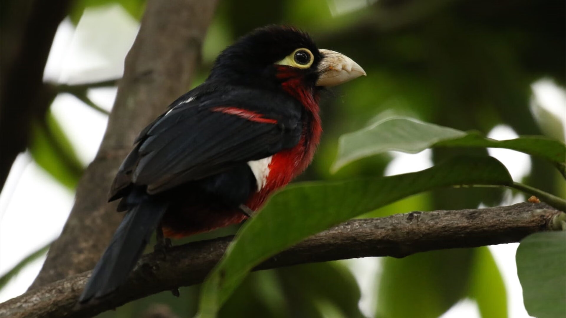欧冠淘汰赛之夜，范戴克再次成为胜负手
