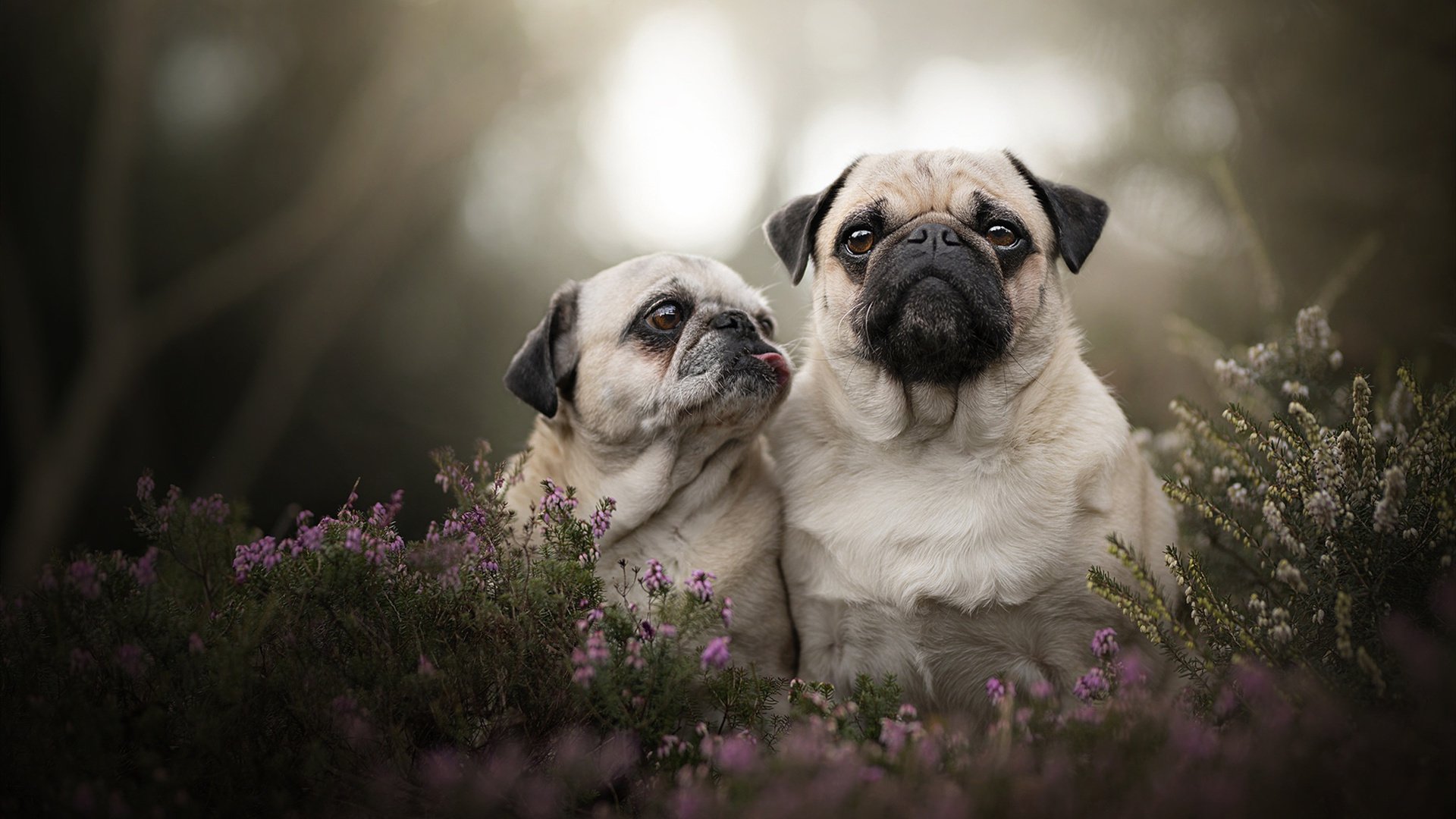 雄鹿正面击溃湖人！武切维奇30+12成关键先生，浓眉空砍31分徒劳