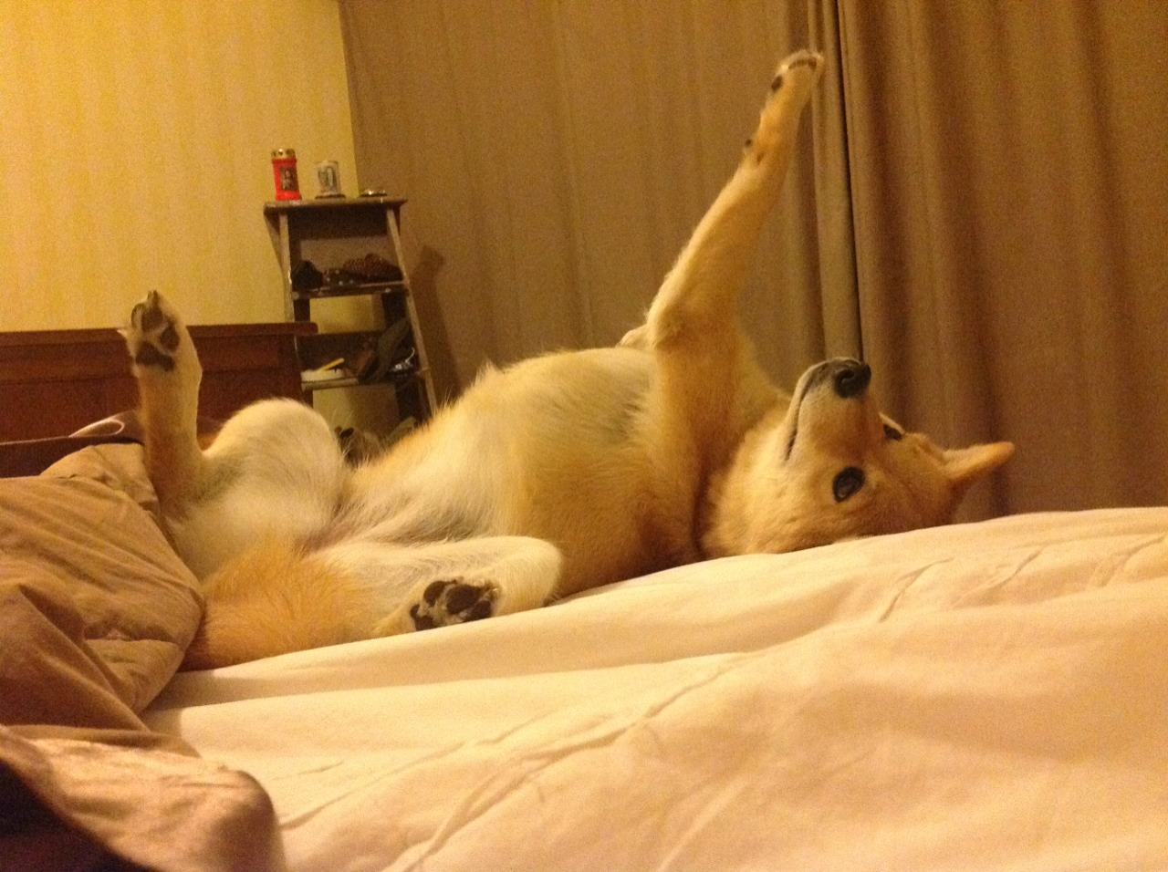 AC米兰打穿新西兰背后，24岁黑旋风凯塞多，如何用57分钟成为圣西罗新图腾？